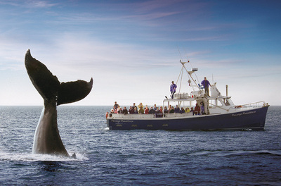 海洋三省超值深度观鲸5日游-周周出发(7-9月)